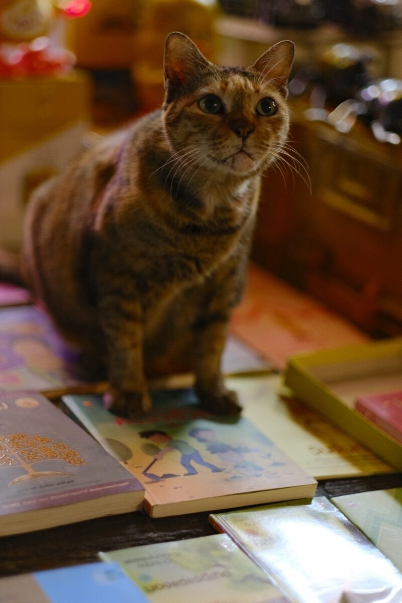 Cat on books in a Bangkok bookshop, Yaowarat